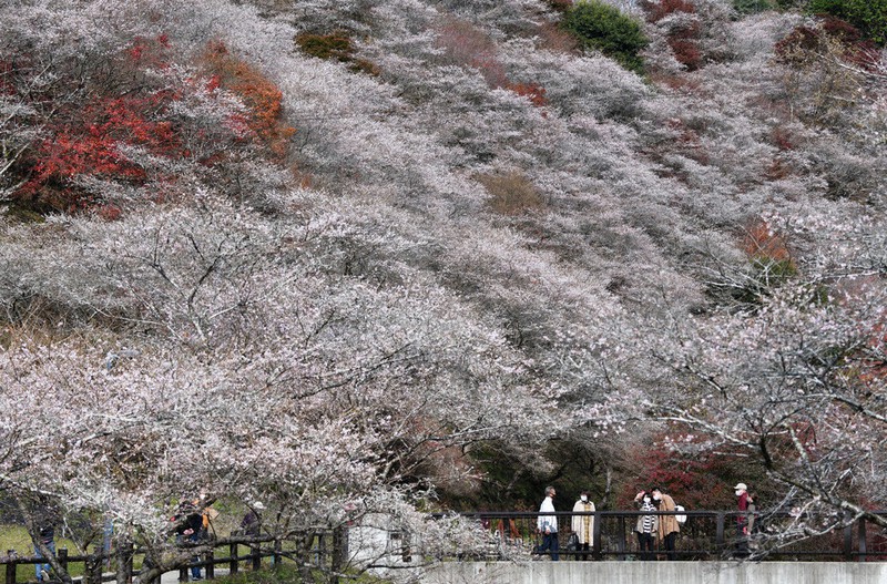 紅葉と共演する四季桜=愛知県豊田市の「川見四季桜の里」で2020年11月25日、兵藤公治撮影