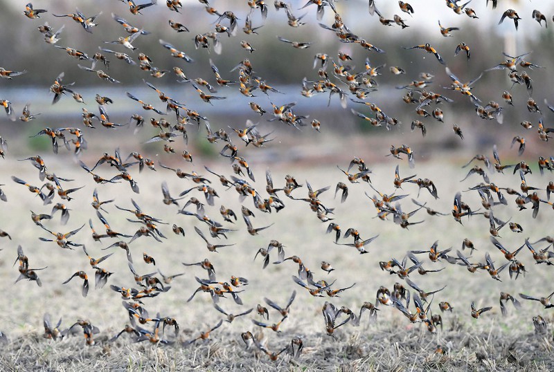 冬の渡り鳥「アトリ」の群れ、一斉に飛び立って羽音響かせ 長崎・諫早