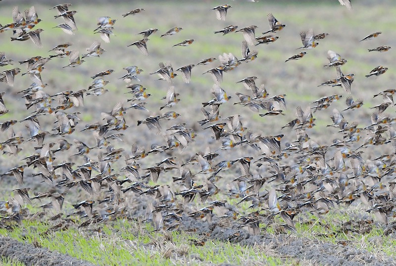 冬の渡り鳥「アトリ」の群れ、一斉に飛び立って羽音響かせ 長崎・諫早