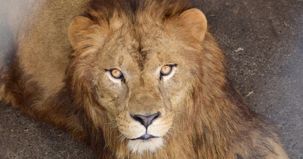 迫力あるライオン 炎をまとって存在感のある迫力あるライオン AI生成ツールによる