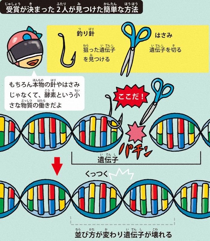 ニュース知りたいんジャー 祝ノーベル賞 ゲノム編集はどこがすごい 毎日新聞