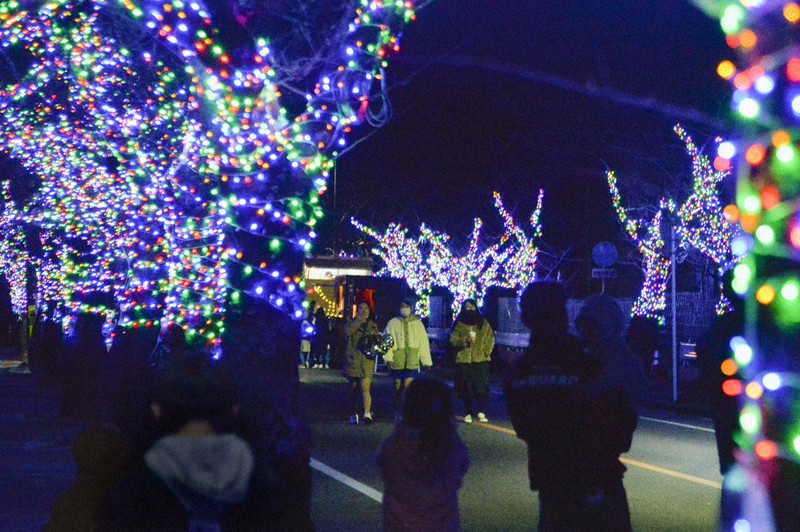 震災後初めてのイルミネーションが始まった夜の森地区の桜並木=福島県富岡町で2020年12月1日午後6時56分、渡部直樹撮影
