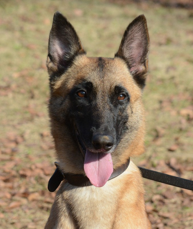 麻薬探知犬に犬種マリノアが仲間入り 初代の ウンディーネ 成田空港で奮闘 写真特集4 7 毎日新聞