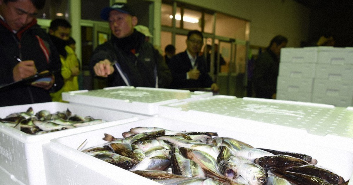 秋田のハタハタ不漁 前年比52 漁獲枠の4割 高い海水温 資源量減少 毎日新聞