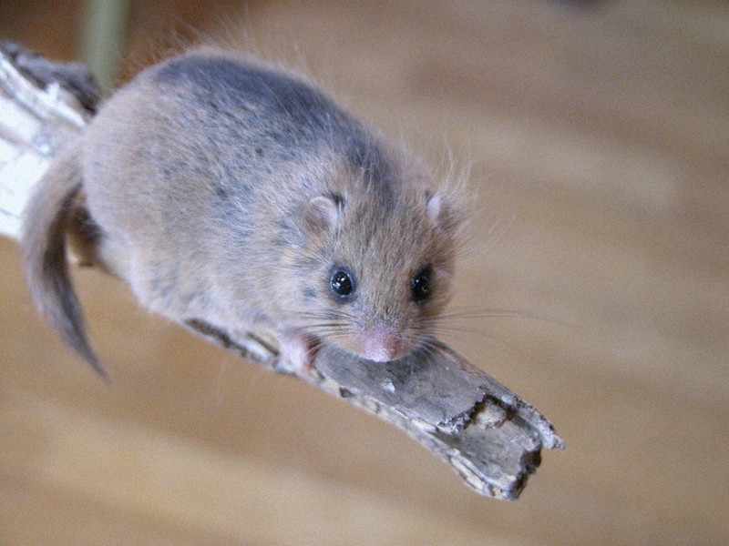 希少動物のヤマネ。背中の黒い線が特徴の一つだ=去石信一撮影
