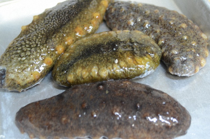 山嵜清張のひょうごを食べる 旬の魚 ２０６ アオナマコ 標準和名マナマコ 酢漬けで好みの食感探しを 兵庫 毎日新聞