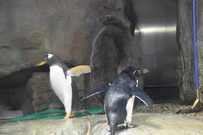 オウサマペンギンのヒナ、今だけ「モコモコ期」到来！ 仙台うみの杜