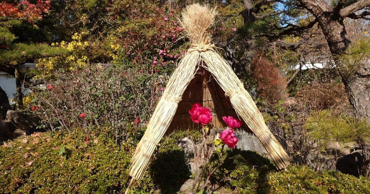 冬の美 寒ボタン見ごろ 葛城 石光寺 奈良 毎日新聞