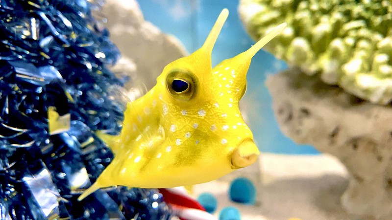 サンタカラーや雪のかけらをまとったような魚を展示 ヨコハマおもしろ