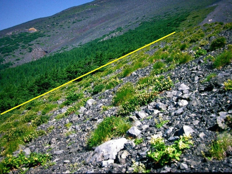 富士山の森林限界(中央の線)=新潟大・崎尾教授提供(画像を一部加工)