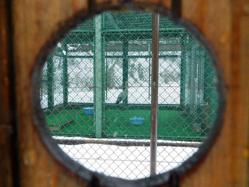 入院棟ののぞき穴から見える飼育コウノトリ=兵庫県豊岡市祥雲寺の県立コウノトリの郷公園で2020年12月16日午後0時19分、村瀬達男撮影