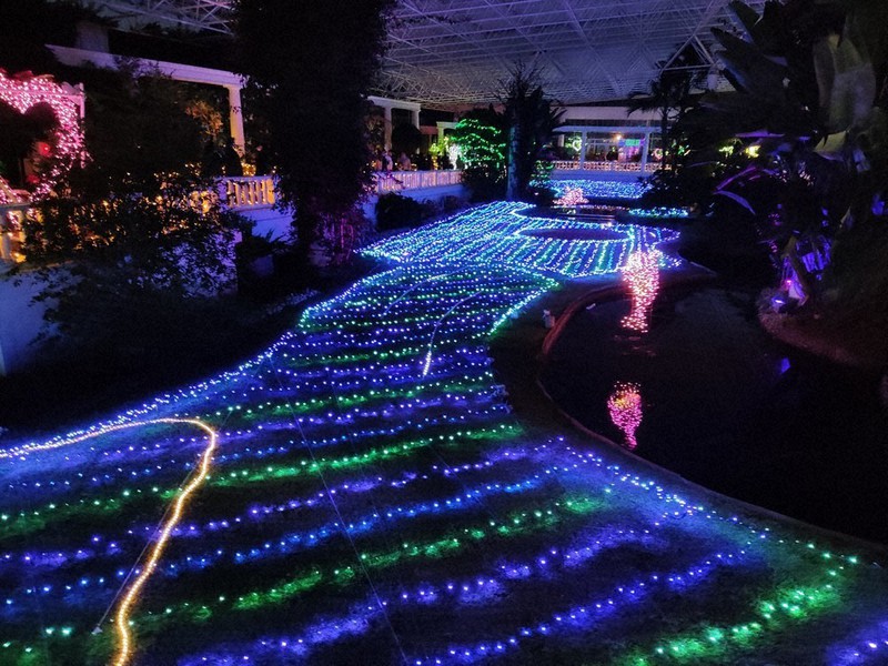 ２０２０歳末点描 指宿に光の庭 菜の花のじゅうたんや青い海 鹿児島 毎日新聞