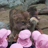 神戸市立王子動物園（公式） on X: 