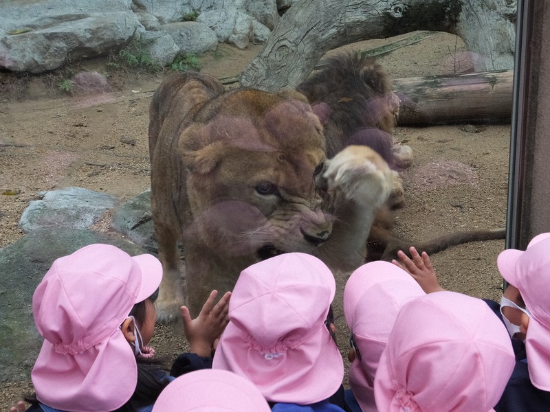 長寿ライオン「ラオ」大往生 23歳、老衰で 神戸・王子動物園