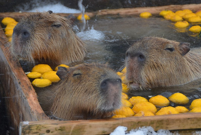 気持ちよさそうにゆず湯につかるカピバラたち=栃木県那須町大島の那須どうぶつ王国で2020年12月20日、湯浅聖一撮影