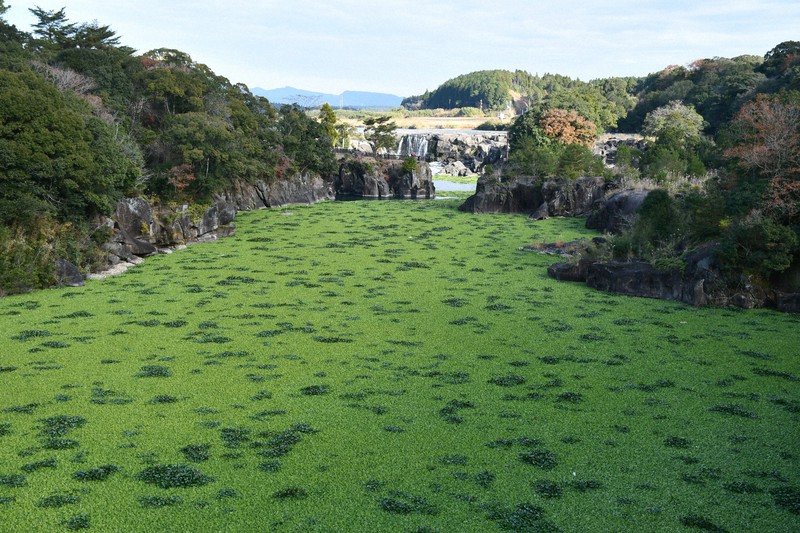 湖面を覆った外来種の水草。曽木の滝(奥)に迫っている=鹿児島県伊佐市で2020年12月13日、足立旬子撮影