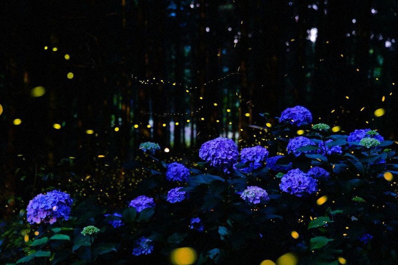 四国のホタル、英紙「ガーディアン」で乱舞 愛媛大准教授撮影の9枚を