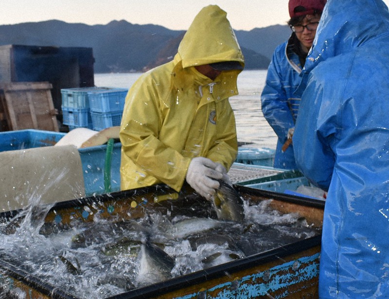 師走点描:魚食べて「良いお年を」 年末年始へ出荷最盛期 尾鷲・三木浦