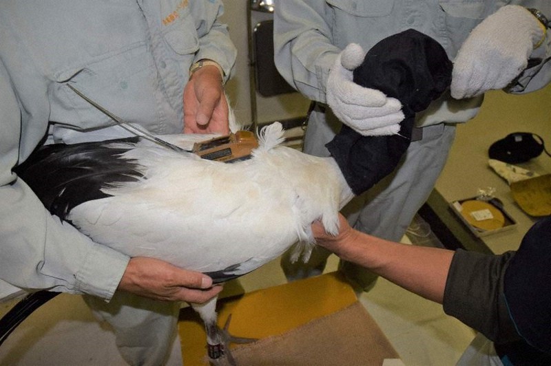 コウノトリの背中に長さ約10センチの発信器を取り付ける兵庫県立コウノトリの郷公園の職員=同公園提供