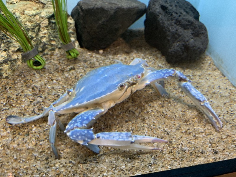 仙台うみの杜水族館で公開される青いガザミ=同館提供