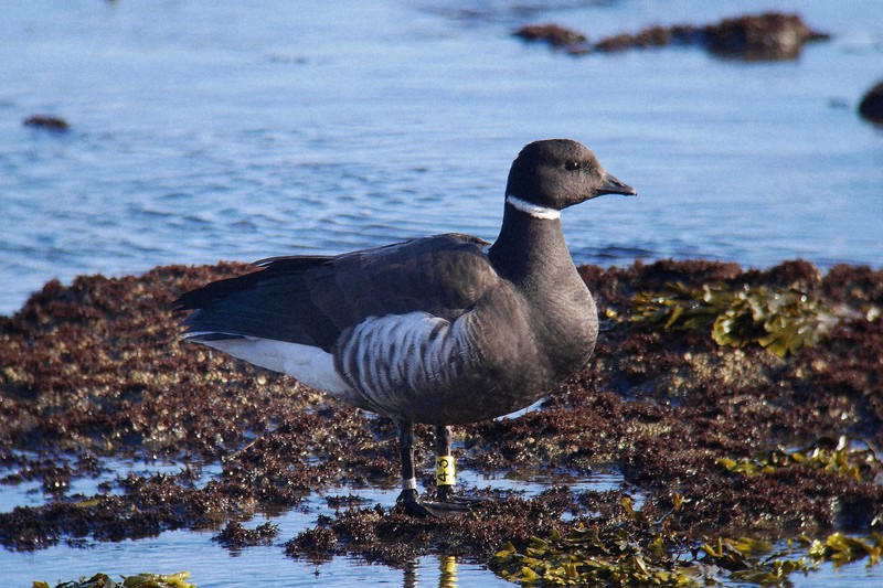 2020年12月6日に北海道えりも町の庶野海岸で撮影された「43番」=野鳥研究家の谷岡隆さん撮影