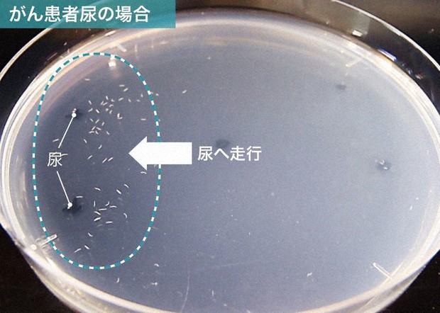 みい　HIROTSU BIO SCIENCE HIROTSU BIO SCIENCE（HIROTSU Bio science - 2025 Company