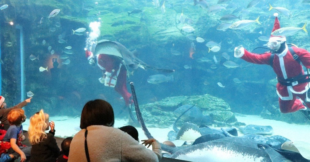 サンタダイバー、水槽内で魚たちに餌プレゼント 長崎・九十九島水族館
