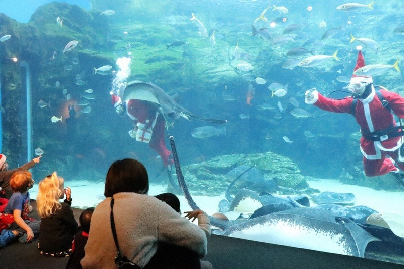 大水槽で魚に餌を与えるサンタダイバー=長崎県佐世保市の九十九島水族館海きららで2020年12月24日午前11時8分、綿貫洋撮影