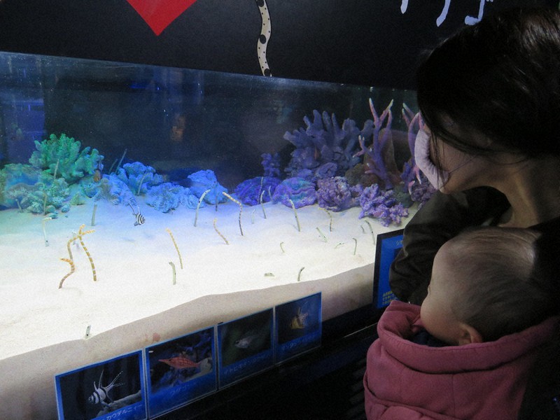 チンアナゴの動きを見る親子連れ=愛知県碧南市の碧南海浜水族館で2020年12月25日午前10時55分、渡辺隆文撮影