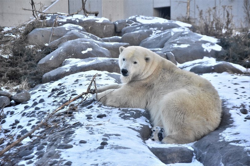 雪の積もった放飼場に寝そべるホッキョクグマのリラ=札幌市中央区の円山動物園で2020年12月15日、今井美津子撮影