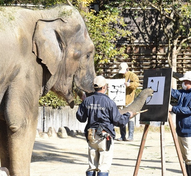鼻にくわえた筆を操り、漢字の「丑」(奥)とひらがなの「うし」の字を書くみどり=宮崎市塩路の宮崎市フェニックス自然動物園で2021年1月2日午前11時8分、塩月由香撮影
