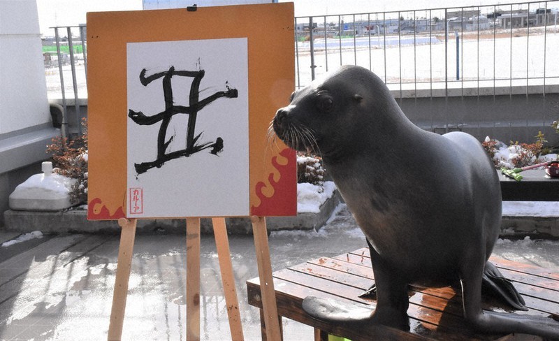 丑(うし)の字を披露したカルーア=仙台市宮城野区で、2021年1月3日午前10時16分、面川美栄撮影