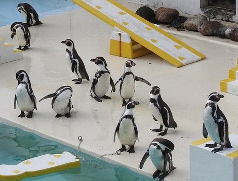 言うこと聞かないペンギンショー 動画が名物に 自由気ままさが人気 おたる水族館 毎日新聞