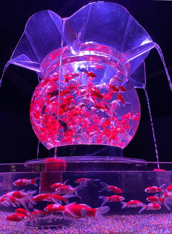 泳ぐ１万匹ライトアップ 金魚の海 水中アート展 四国初 高知で 高知 毎日新聞