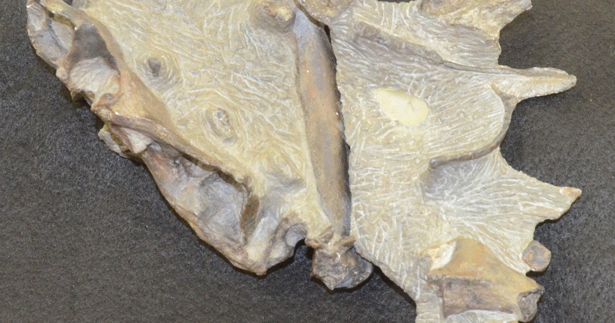 Dinosaur fossil found 30 years ago in Hokkaido likely a new species