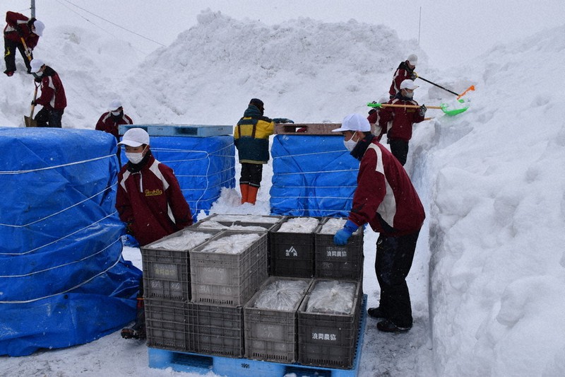 ケースに入ったリンゴを運び、雪をかける青森市立浪岡中の野球部員ら=青森市浪岡の道の駅なみおか「アップルヒル」で2021年1月9日、江沢雄志撮影