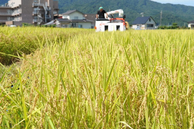 刈り取られる「つや姫」=山形県鶴岡市下山添で2020年9月11日、長南里香撮影