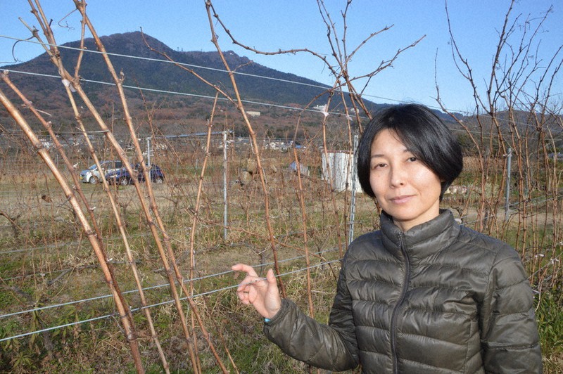 筑波山が眼前に広がる畑でブドウを育てる今村ことよさん=茨城県つくば市沼田で
