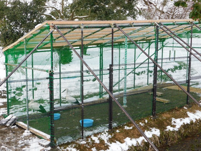 屋根のない西公開ケージ内に新設された屋根付きケージで、常設展示が始まった飼育コウノトリのペア=兵庫県豊岡市祥雲寺の県立コウノトリの郷公園で2021年1月8日午後3時24分、村瀬達男撮影
