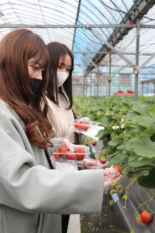 イチゴ狩りを楽しむ岡田彩花さん(奥)と別宮妃奈乃さん=和歌山県九度山町慈尊院の「イチゴランド カプリ」で、藤原弘撮影