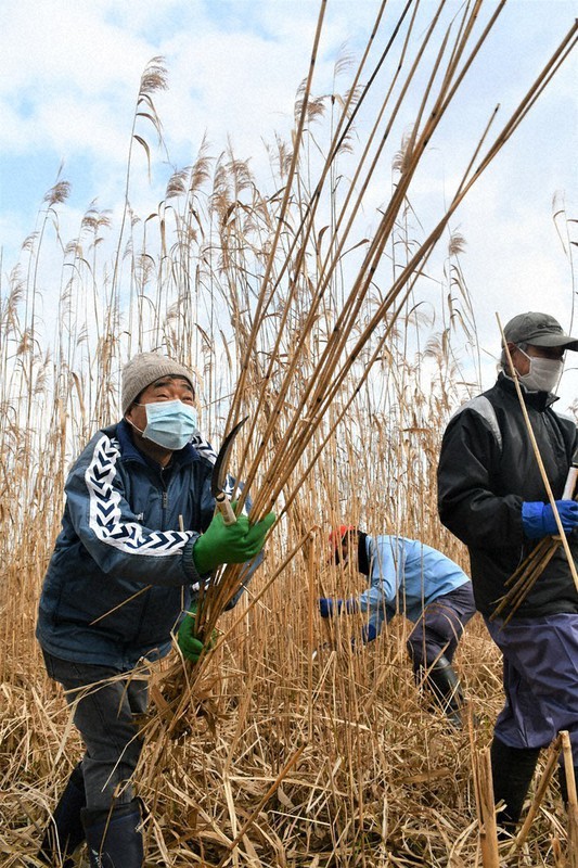 高さ3メートルほどに伸びたヨシを刈る参加者=草津市下物町で、礒野健一撮影