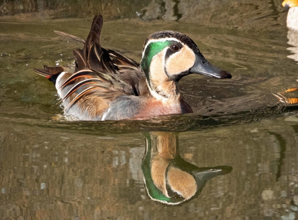 絶滅危惧種のトモエガモ 長野・松本城に飛来 | 毎日新聞