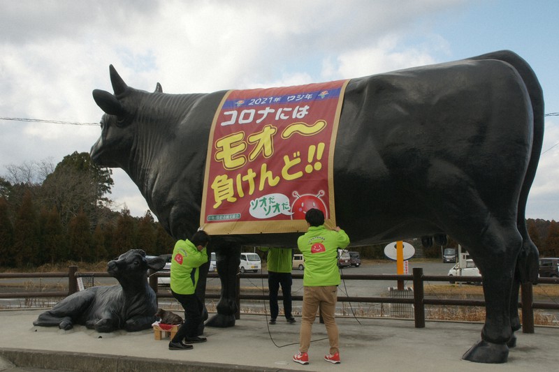 和牛モニュメントに横断幕を掛ける職員ら=鹿児島県曽於市末吉町の道の駅「すえよし」で2021年1月18日午後2時9分、新開良一撮影