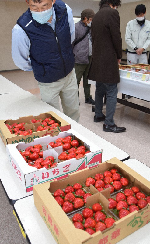 イチゴを見る審査員ら=奈良県大和郡山市で、熊谷仁志撮影