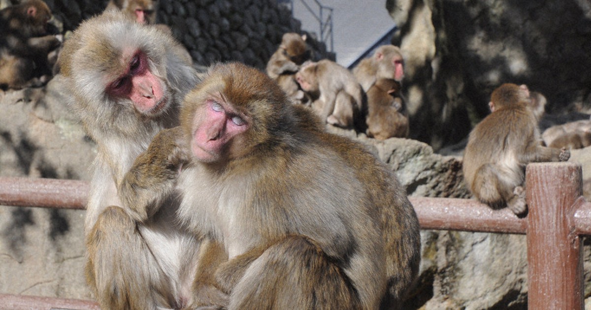 高崎山のサル個体数 大幅減の1039頭に C群から分派の群れ確認できず