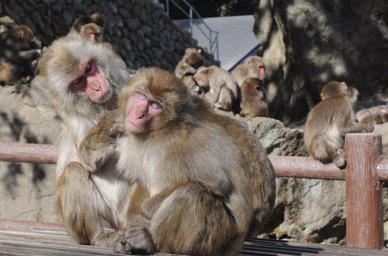 高崎山自然動物園で毛繕いされ気持ちよさそうにするサル=大分市で、石井尚撮影