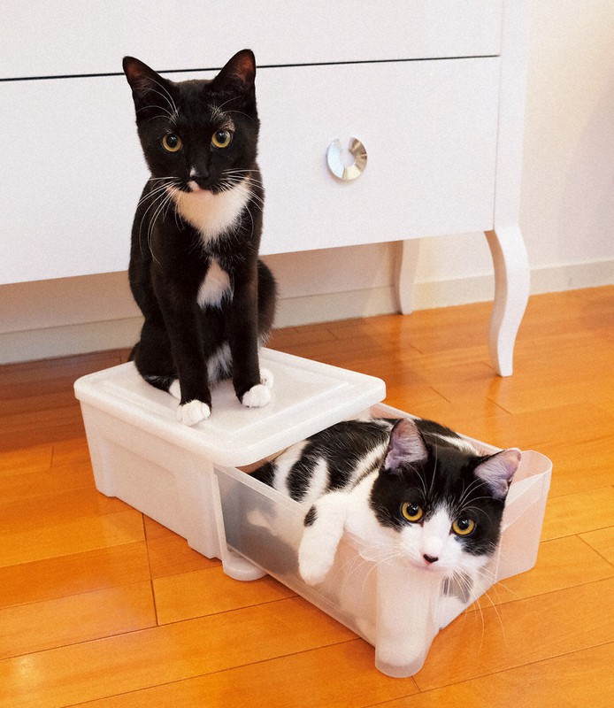 Ayako Kanbe(かんべあやこ)　猫と少女 特集ワイド：演歌歌手・藤あや子さん、2匹が広げた「奇跡」の世界