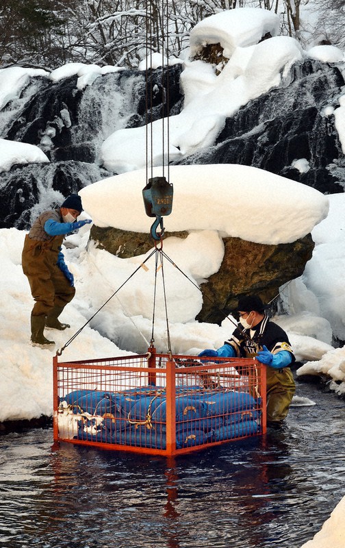 鉄製のカゴに入れられ、川の冷水に沈められる特産「荘川寒ざらしそば」=岐阜県高山市荘川町三尾河で2021年1月21日、大竹禎之撮影