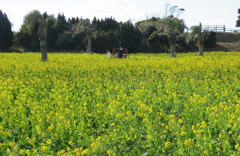 黄色いカーペットのように一面に咲いた菜の花=愛知県田原市堀切町の「伊良湖菜の花ガーデン」で2021年1月18日、渡辺隆文撮影