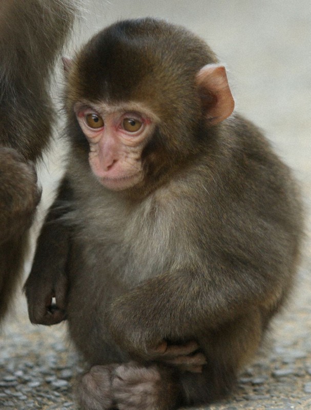 優勝したエール=高崎山自然動物園提供